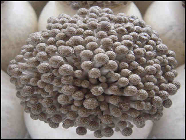 食用菌車(chē)間菌種生產(chǎn)的設(shè)備條件